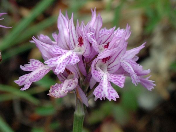 Orchis tridentata